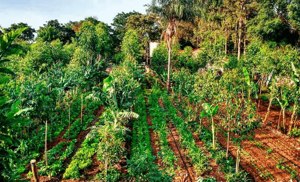 Sistemas agroflorestais: produzir alimento sem abrir mão da floresta