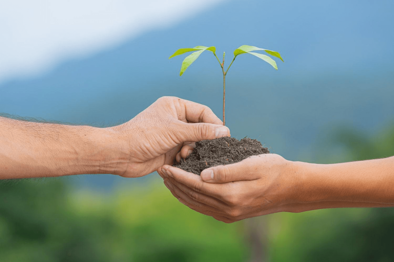 Restauração ecológica: as tecnologias que aceleram a recuperação de ecossistemas